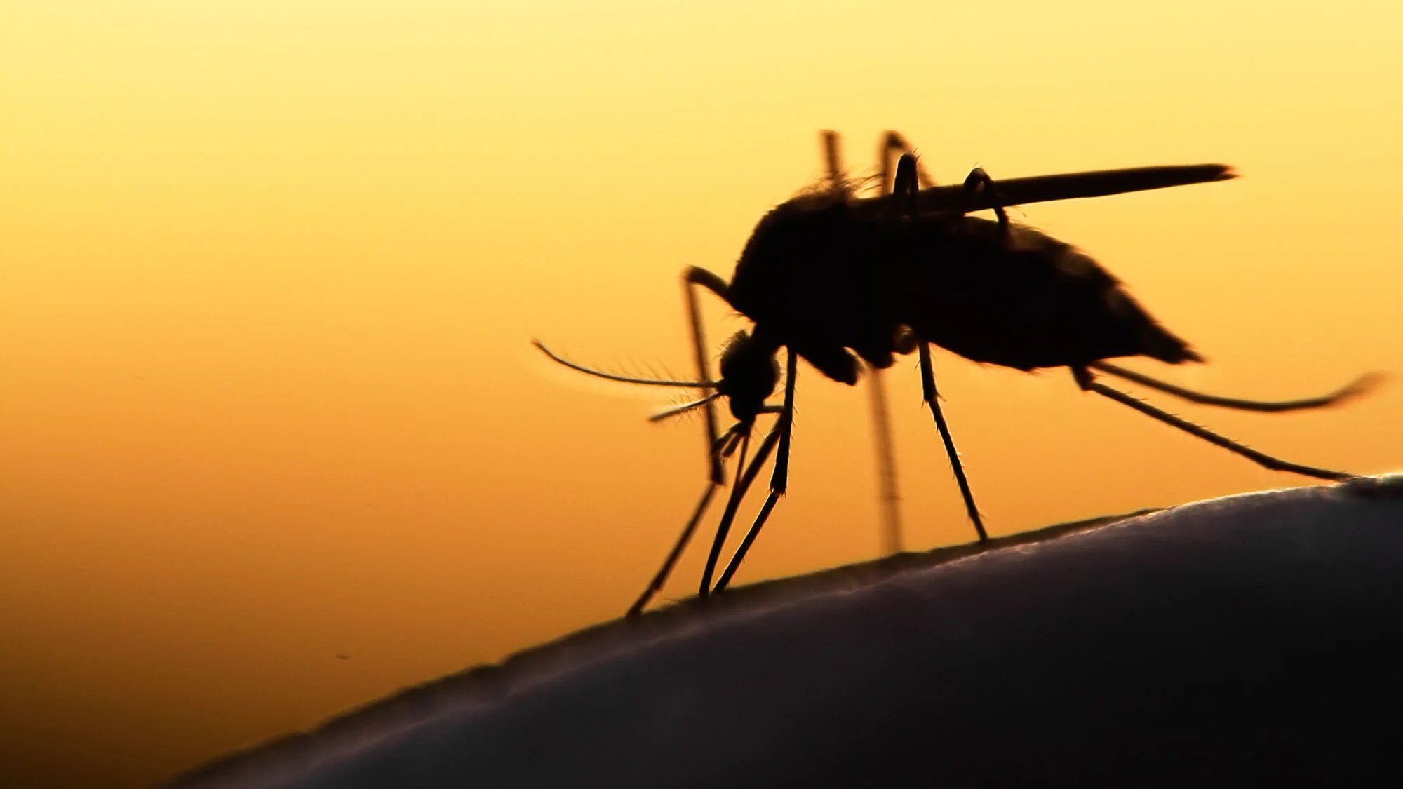 ZIKA VIRUS.jpg
