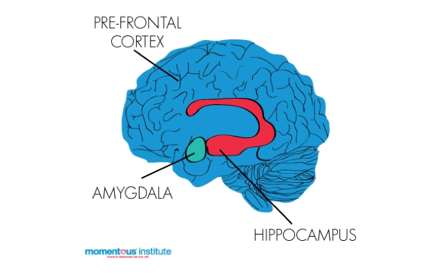 The brain’s emotion regulation system