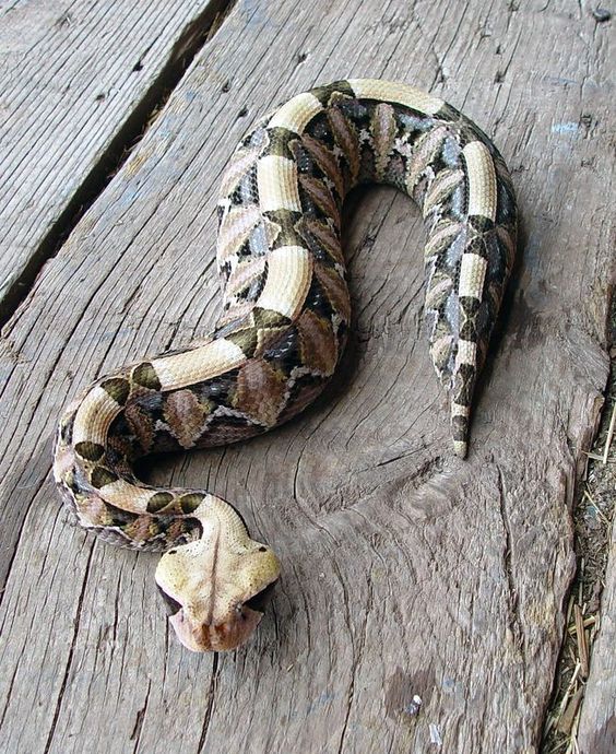 West African Gaboon Viper (Bitis gabonicus rhinoceros).