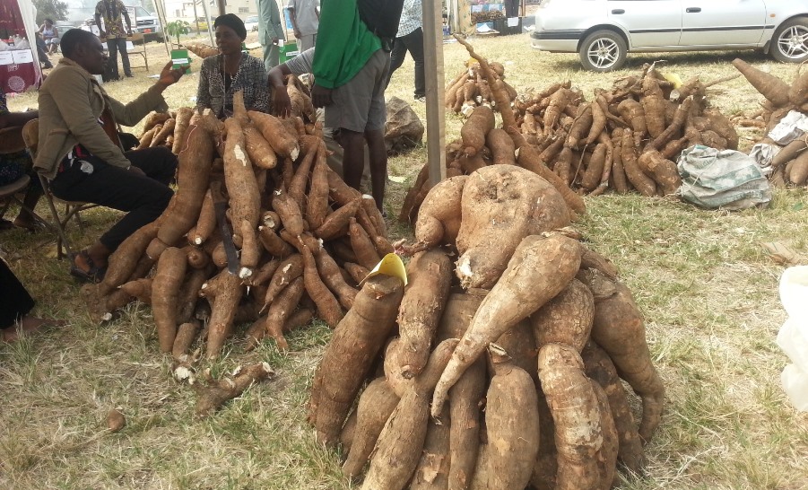 Heaps of cassava roots in Cameroon.
