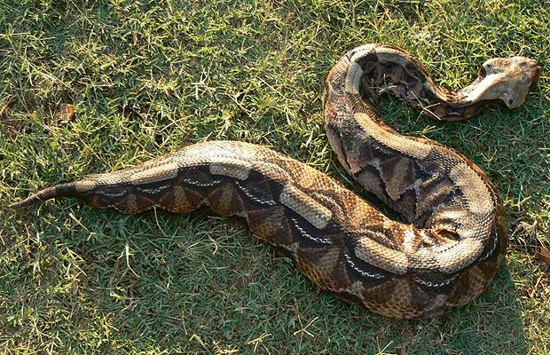 Gaboon Viper (Bitis gabonica)