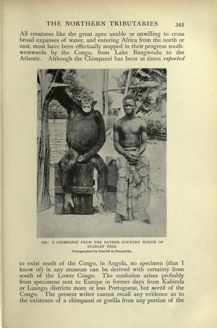Above: a chimpanzee photographed by George Grenfell. From: "George Grenfell and the Congo (Vol. 1)" by Sir Harry Johnston, 1908.