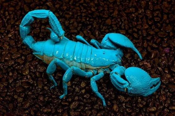 Above: the Emperor Scorpion (Pandinus imperator) fluoresces bright blue in ultraviolet light.