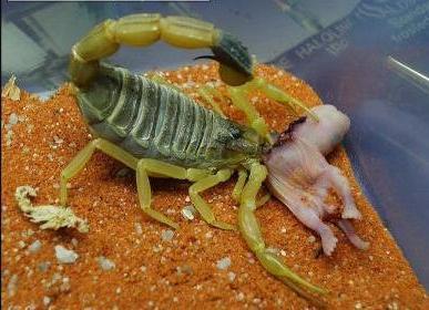Above: the Deathstalker scorpion ( Leiurus quinquestriatus)