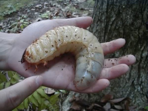 Above: a Goliath beetle larva.