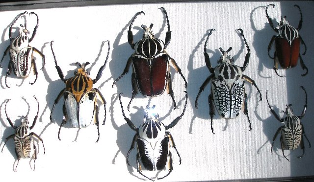 Above: the various colorations of Goliathus species, subspecies and forms.