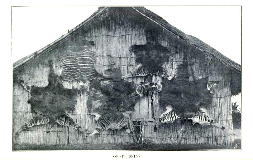 Okapi skins in the Semliki Valley photographed by the Mecklenburg-Schwerin Expedition of 1907/08.