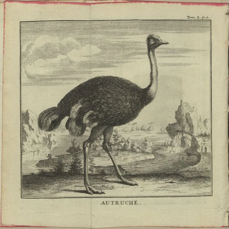 ostrich.jpg