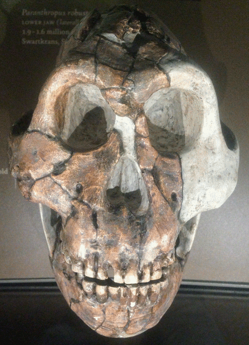 robustus.gif