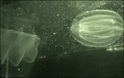 giphy aquatic.gif