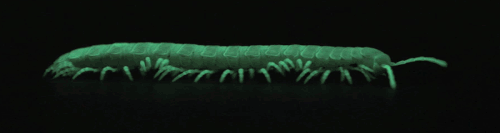 millipede.gif