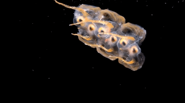 JFB9.gif