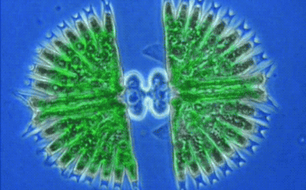 giphy meiosis.gif