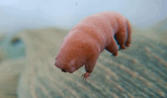 giphy tardigrave.gif