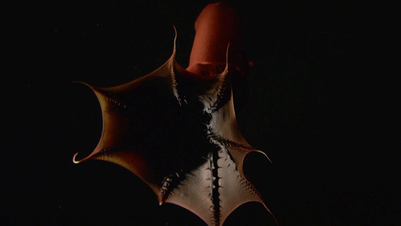 Vampire squid