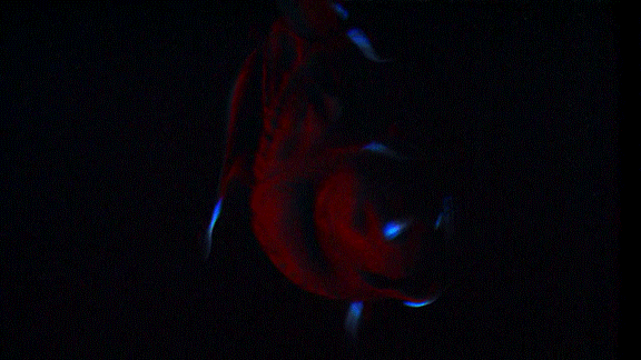 Vampire squid