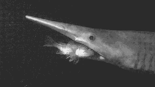 Goblin shark