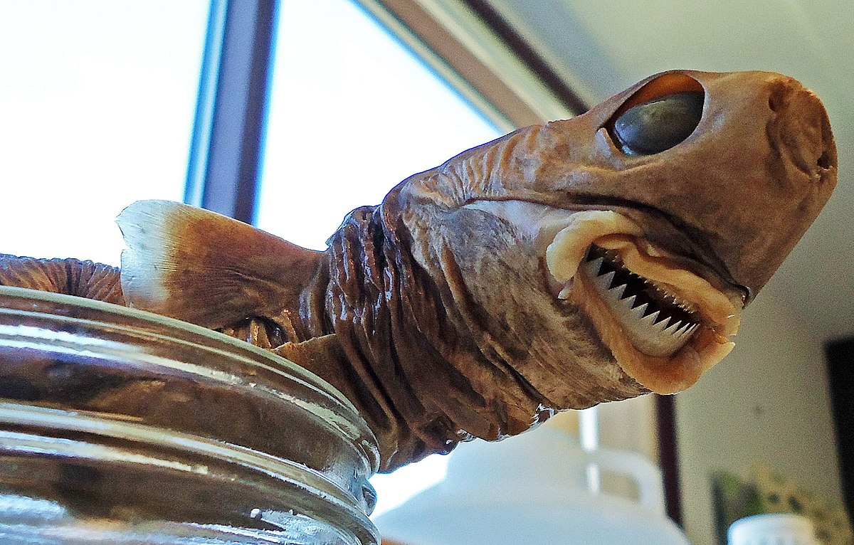 Cookie Cutter Shark