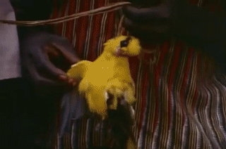 fetish 21.gif