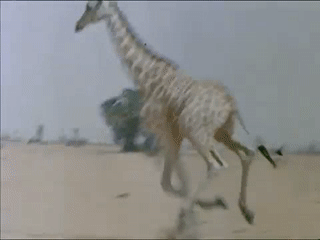 giraffe 74.gif
