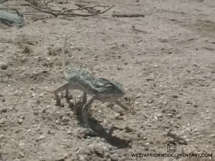 A chameleon in the middle of the Ténéré desert.