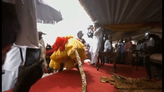 Above: the Obong of Calabar is greeted and seated among his Efik people of southern Nigeria.