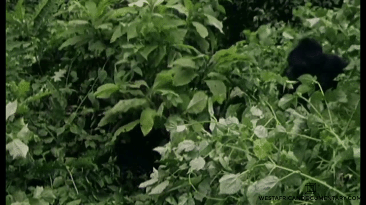 gorilla 2.gif
