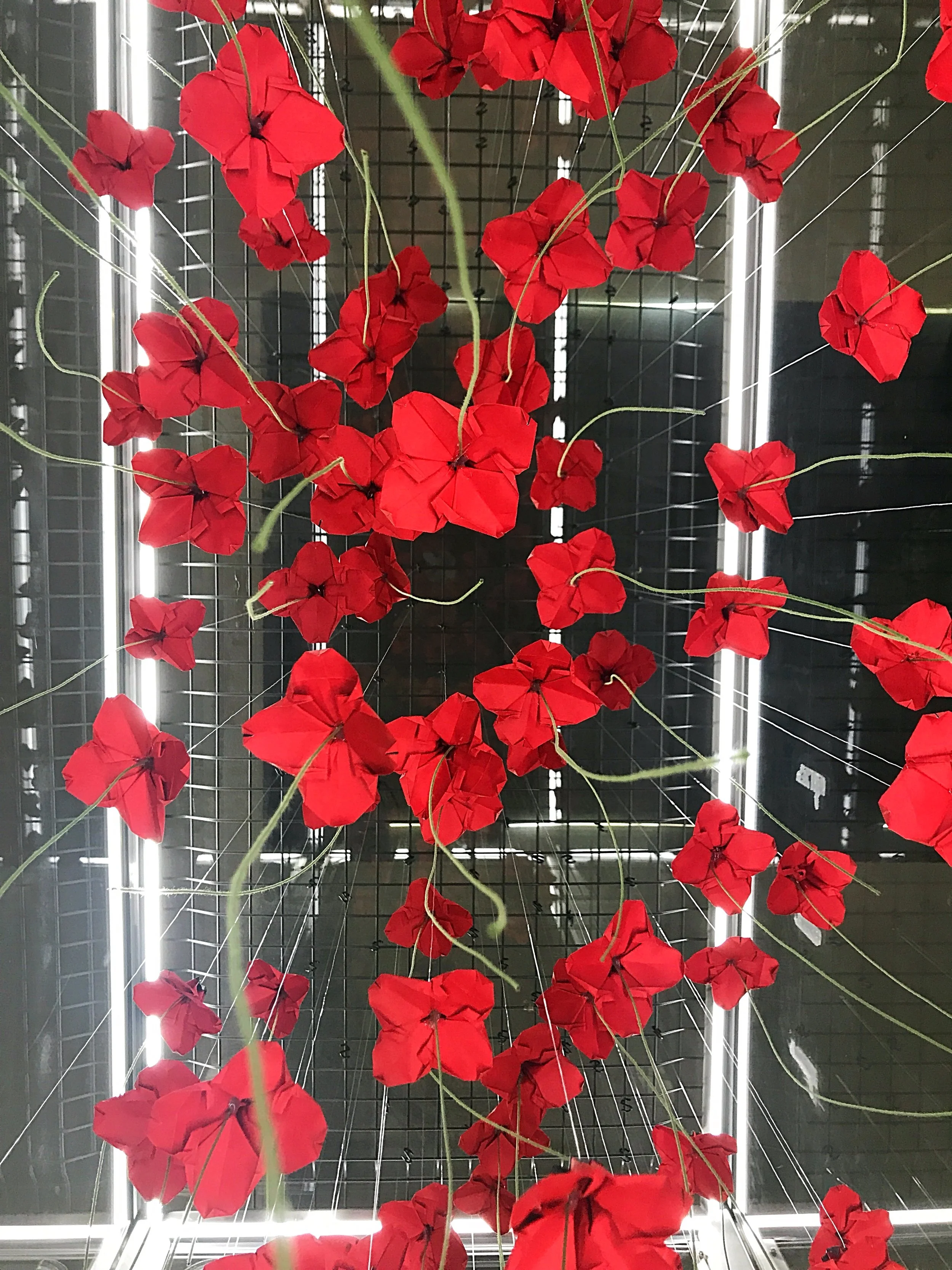 A favourite view of the poppies ... looking up!