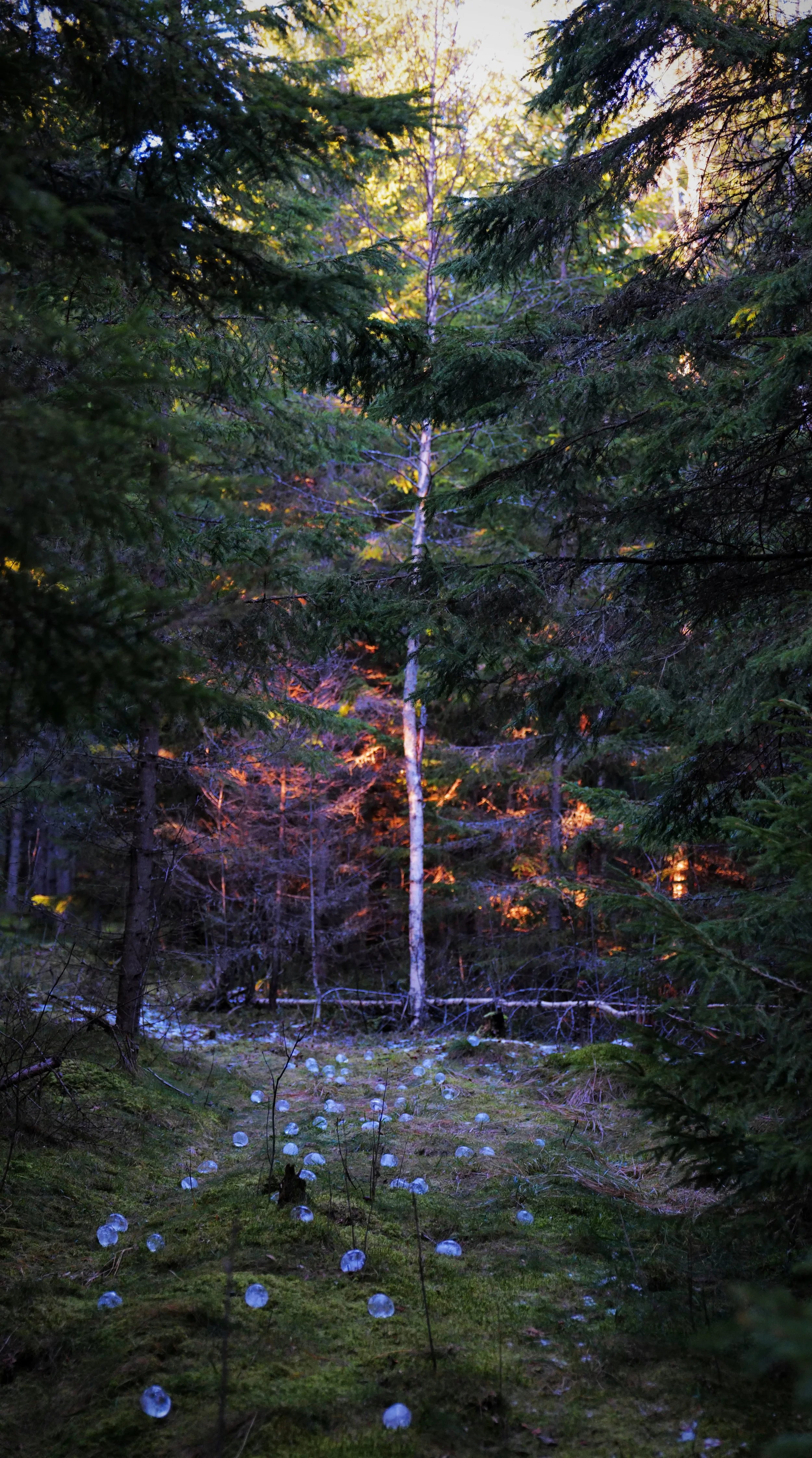 'skogens tårer' land art installation - Finnskogen, Austmarka, Norway 12/23