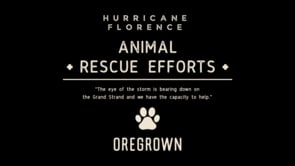 Hurricane Donation Husky Video
