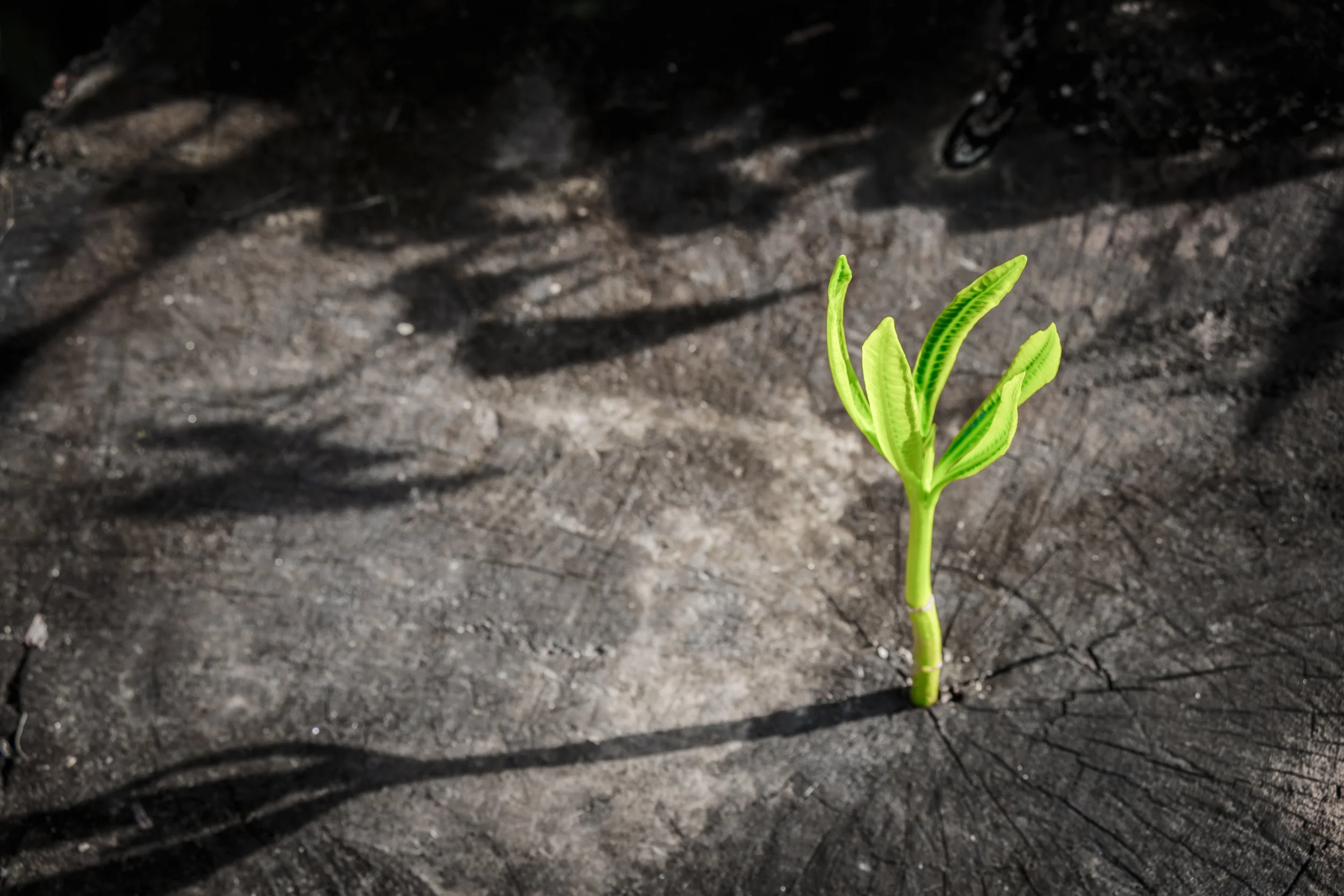 Erdős Intellectual Property Law + Startup Legal