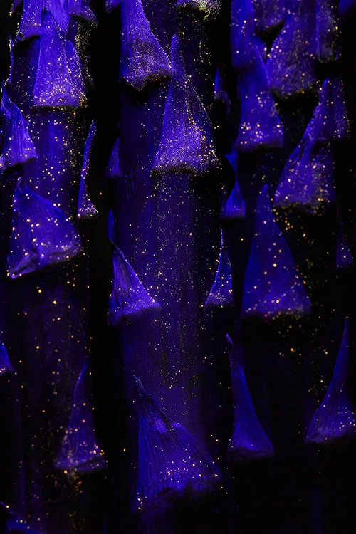 mbv_final_01.jpg