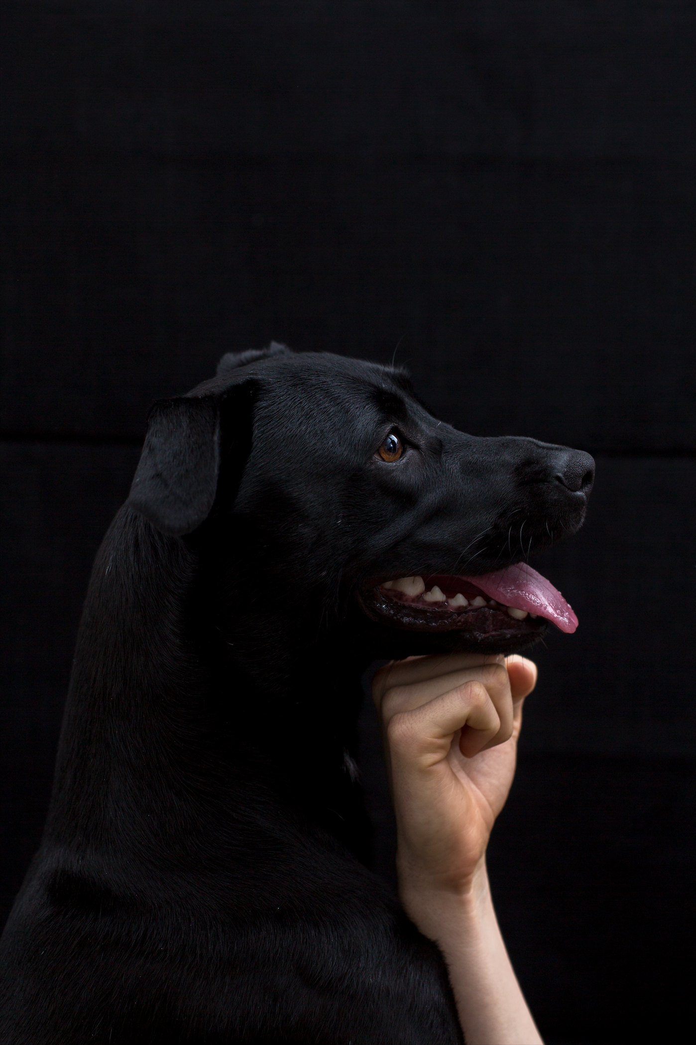 Screen Shot 2016-11-08 at 4.52.42 pm.png