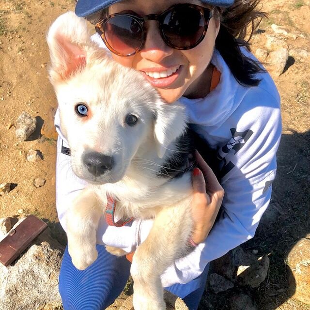 Rockys first summit on Vulcan Mountain! #rockyventures .
.
.
.
#adventureswithrocky #adventuredog 
#mountaindog #aussie #austrailianshepherd #mansbestfriend #mtnchicks #forceofnature #herwanderfullife #thetravelwomen #sheexplores #outdoorwomen #mount