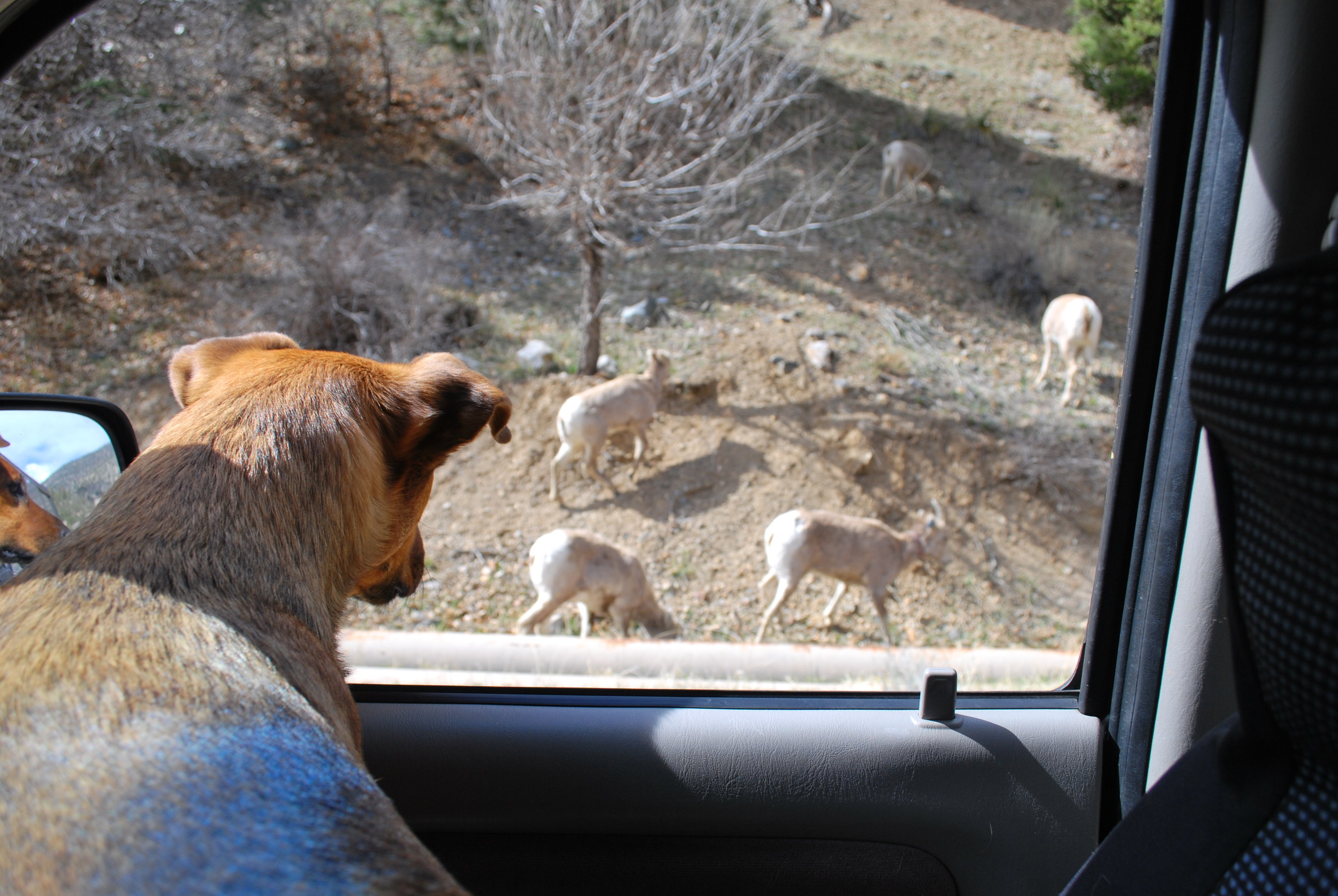 Dali looking at the sheep