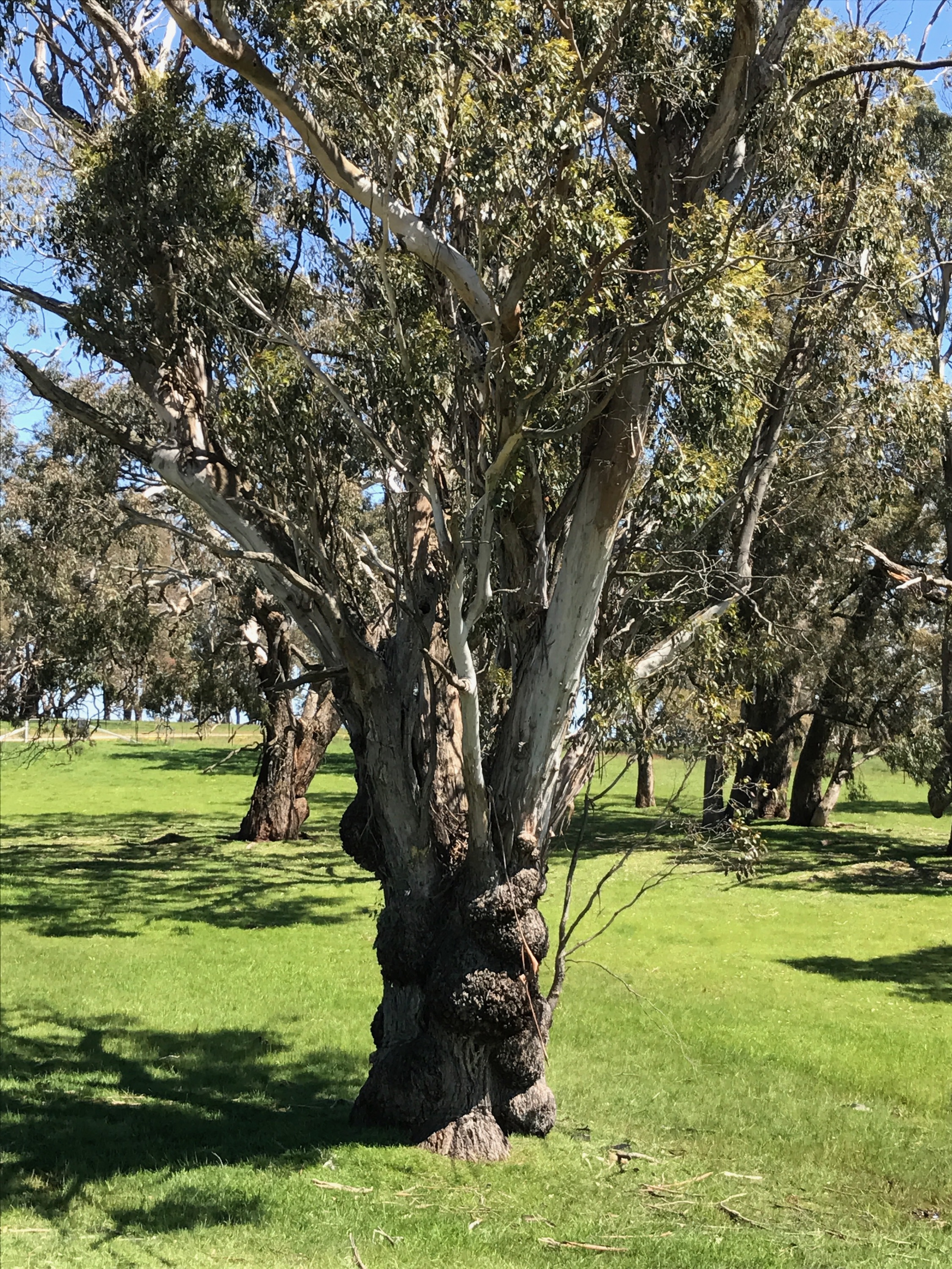 indigenous vegetation