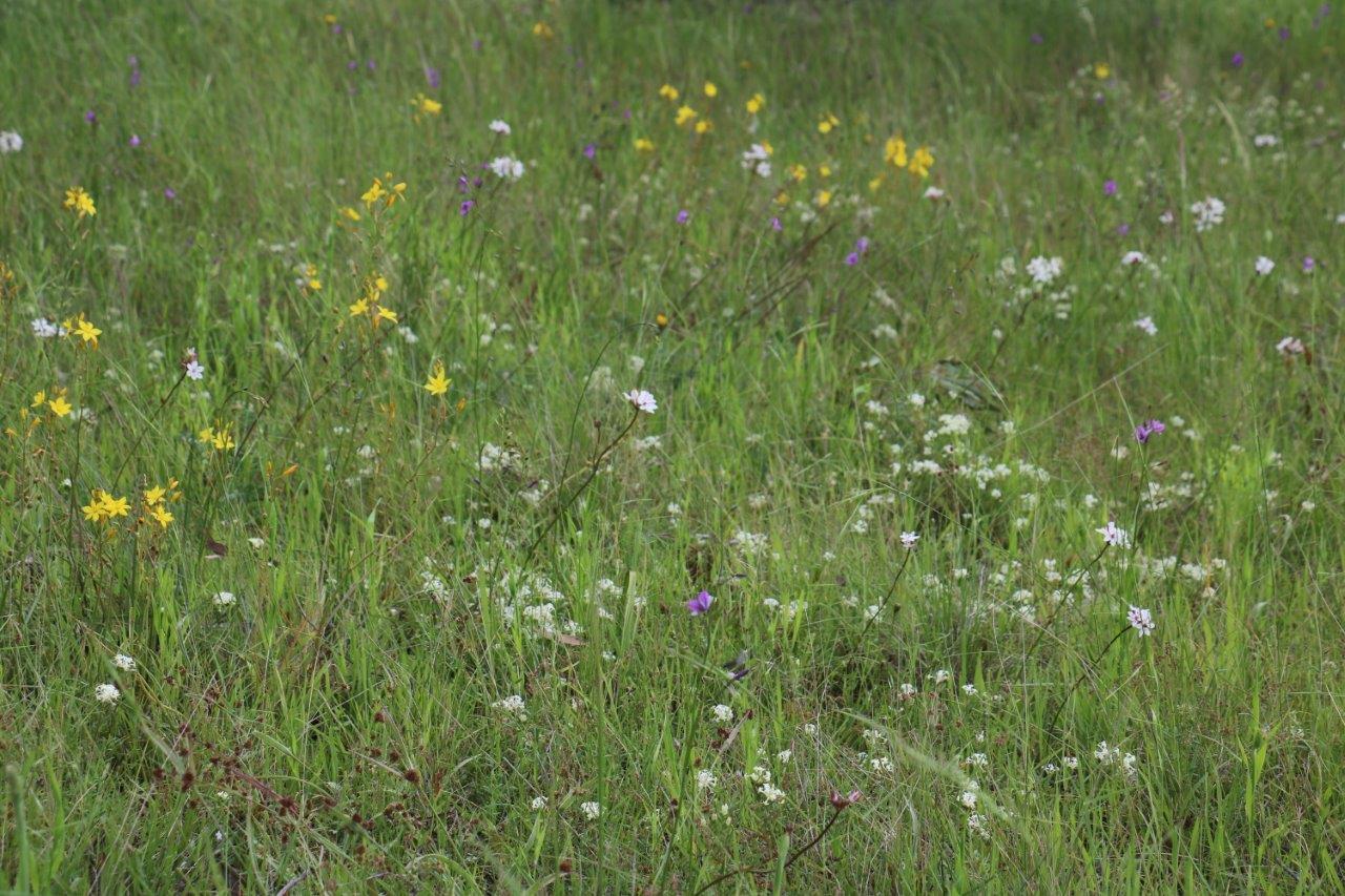 wild flowers in conservation area