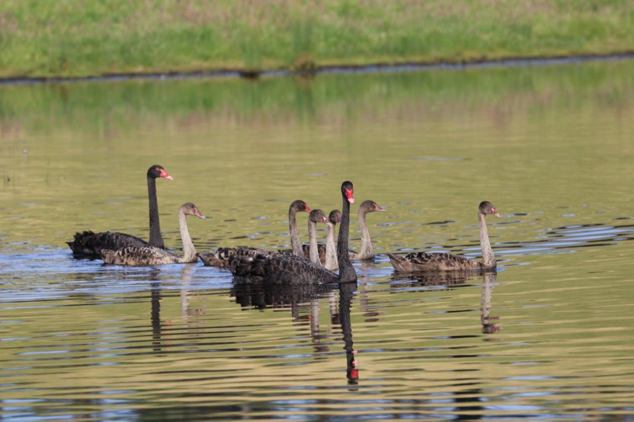 Swans breeding on a dam at Avington