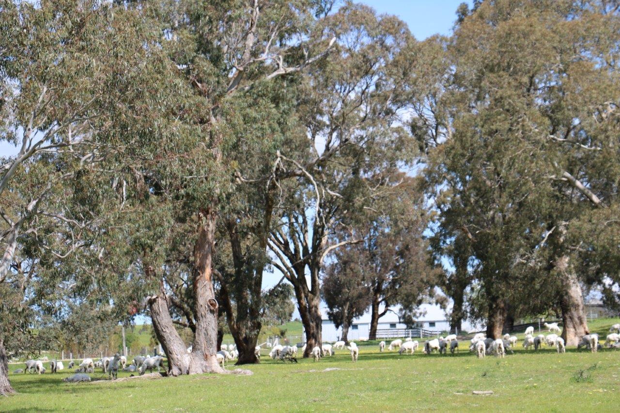 sheltered paddocks after shearing
