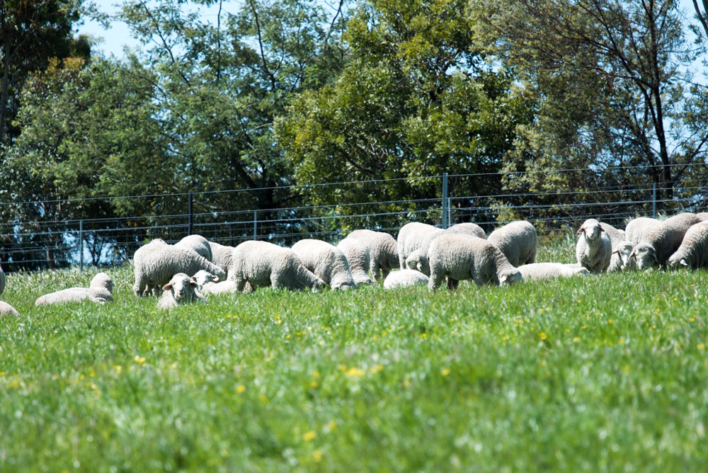 Sheep at Avington enjoy ethical farming practises and are not mulsed.