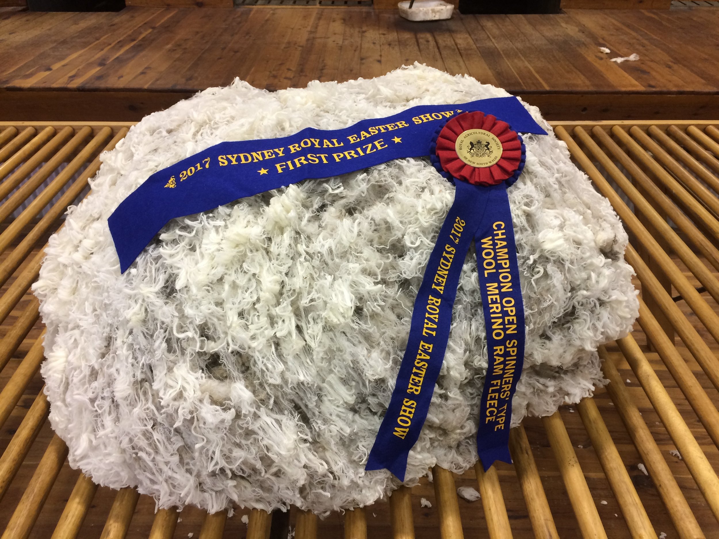 The winning Champion Spinners Type Merino Ram fleece, 2017 Sydney Royal Easter Show