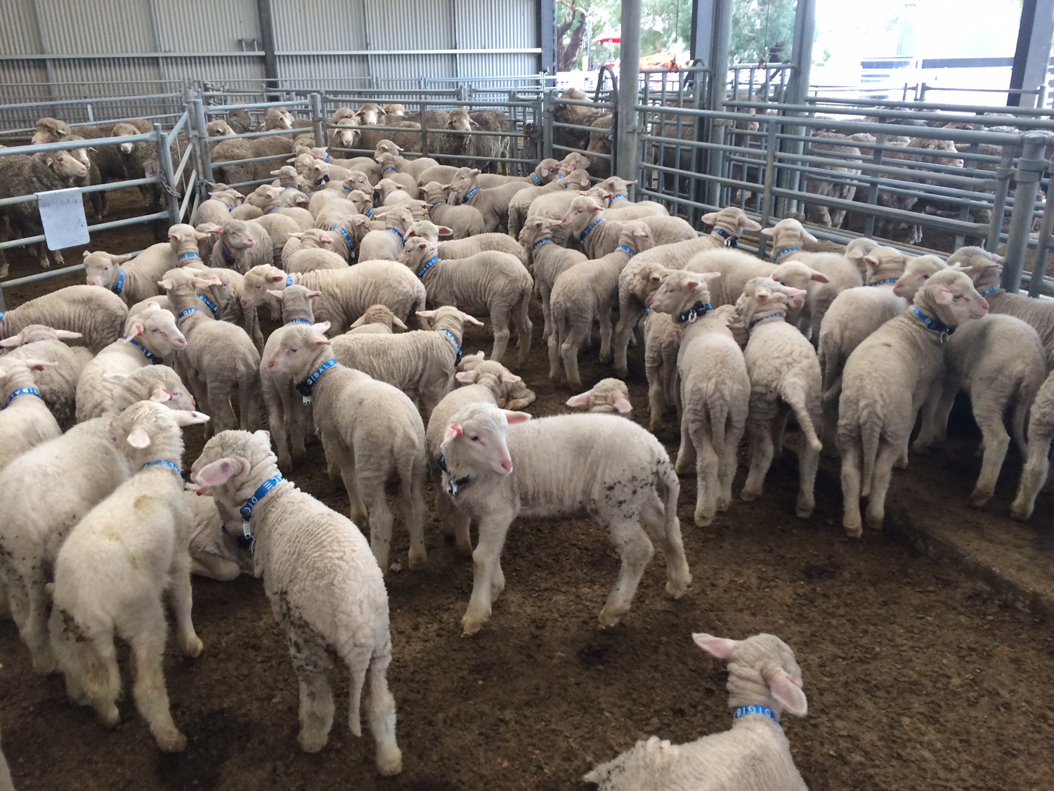 Lambs at Avington were fitted with non-intrusive collars with sensor monitors. When in commercial production, Electronic tag technology similar to the Electronic Identification Device (EID) which is currently in use, will more than likely replace the trial collars.