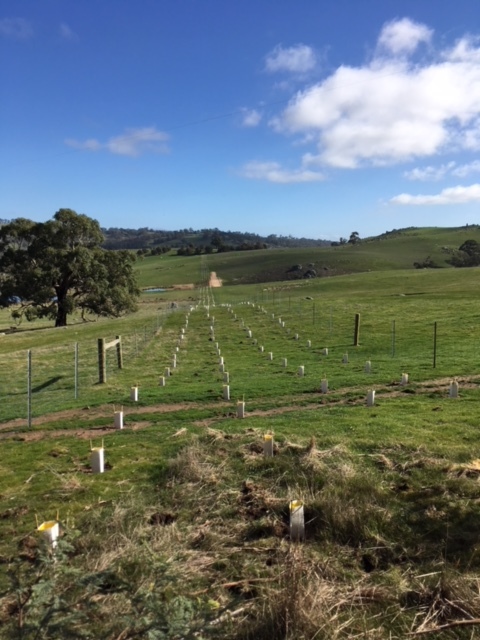 A 15-year strong relationship with Central Goldfields Revegetation has seen an estimated 170,000 trees be planted over six properties, with an annual target of 8,000 trees to be planted 