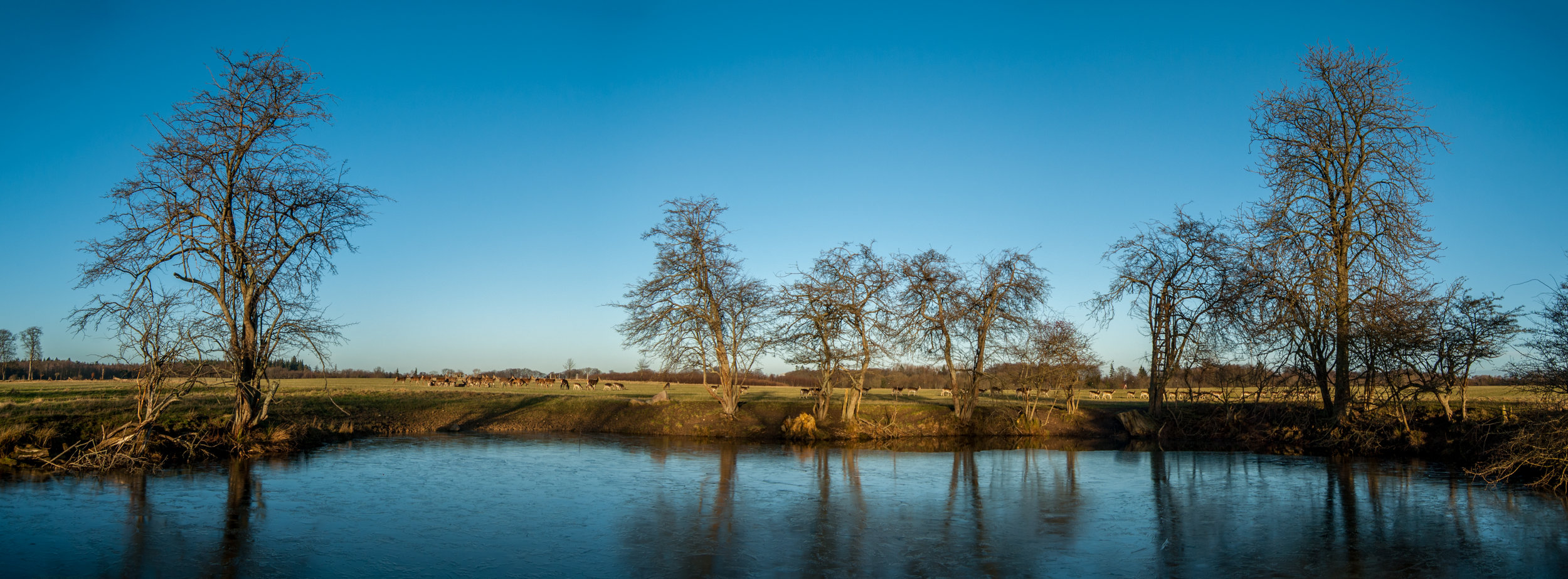 Wide panorama of the lake and animals. Nikon D200