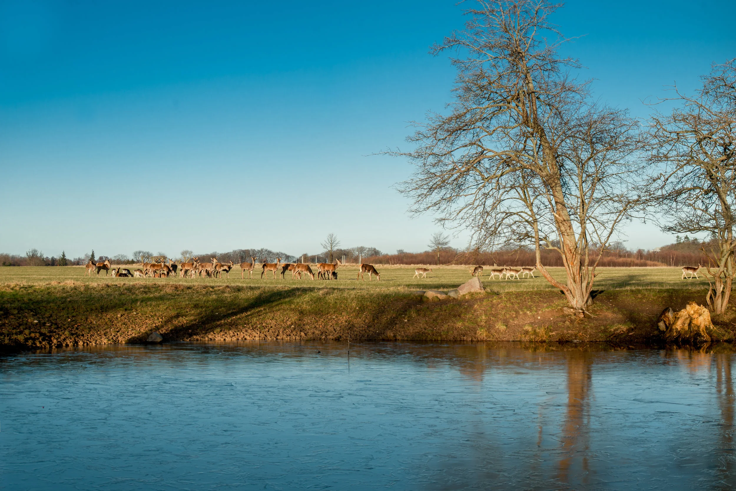 Zoomed in panorama of the deer and frozen lake. Nikon D200.