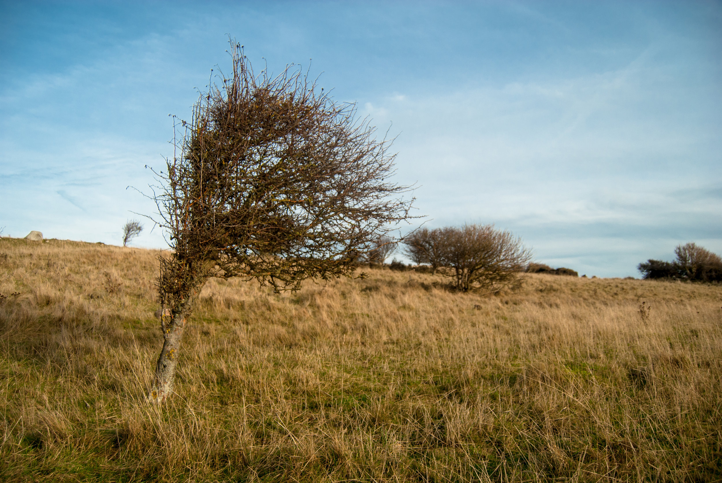 Although I love this picture on the basis of that tree being awesome, I wish I could have taken it one more time in order to compose it better. Running with a camera can be difficult, especially if you get to a nice scene and you're not sure how to frame the image. This is what happened here. i took three shots, but never really had time to find the perfect spot for an ultimate composition. It's still one of my favorite pictures of 2016 though. Nikon D200.