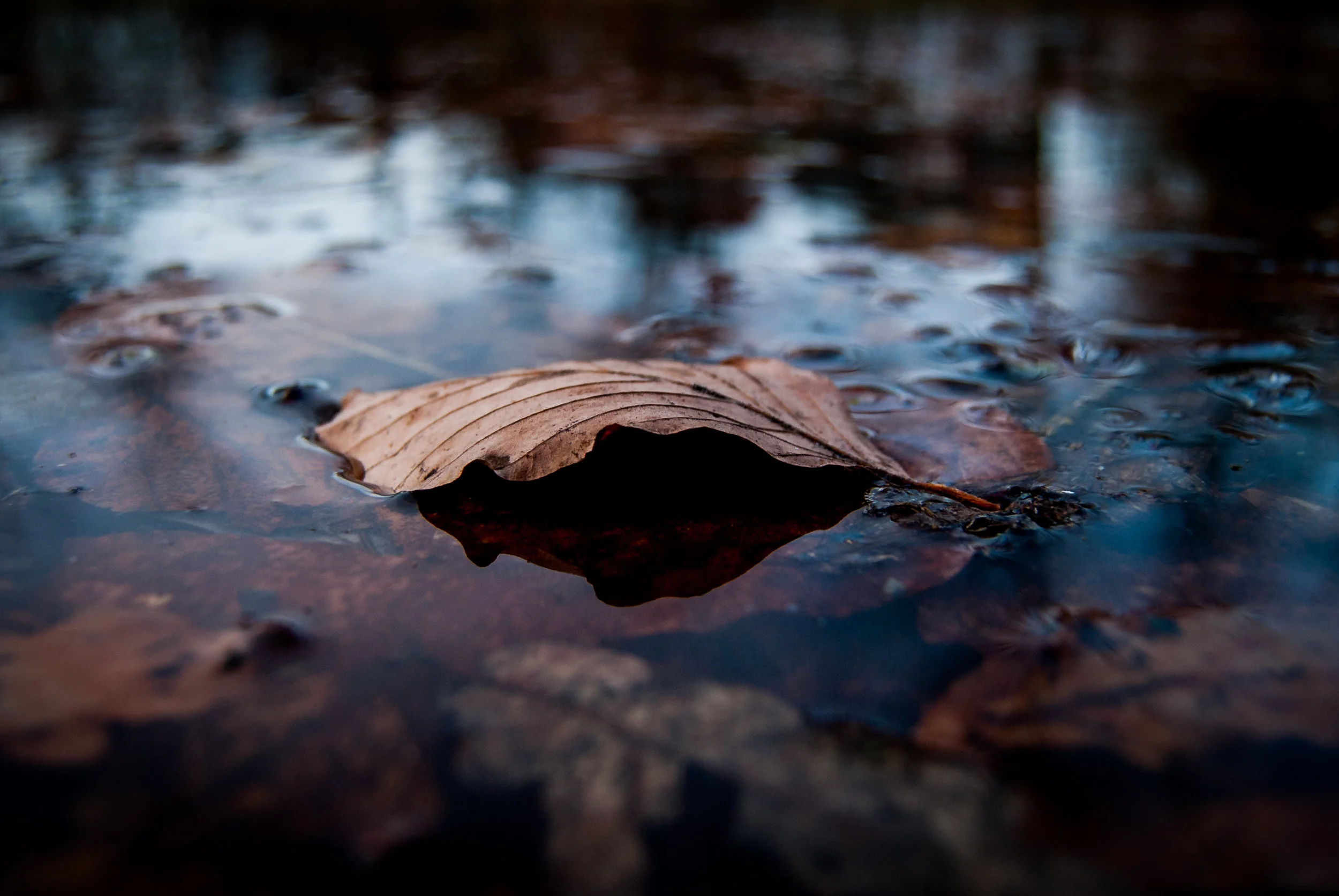 Sometimes it's nice to try taking pictures that doesn't include sports as well. This was taken in the park. Nikon D200.