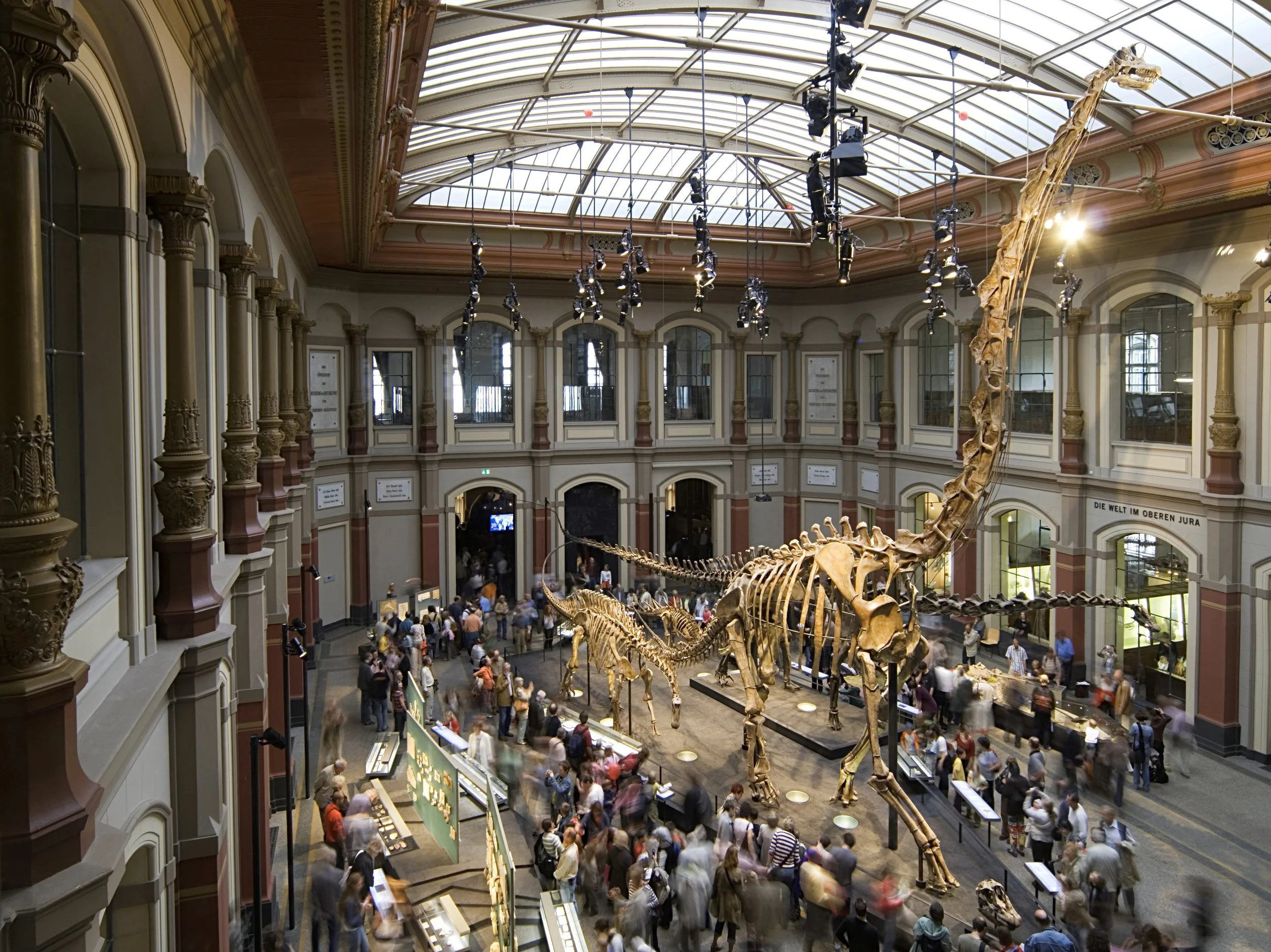 Figure 2: Exhibition Hall of the Museum für Naturkunde Berlin with the skeleton of the Brachiosaurus brancai standing in the middle © Carola Radke.