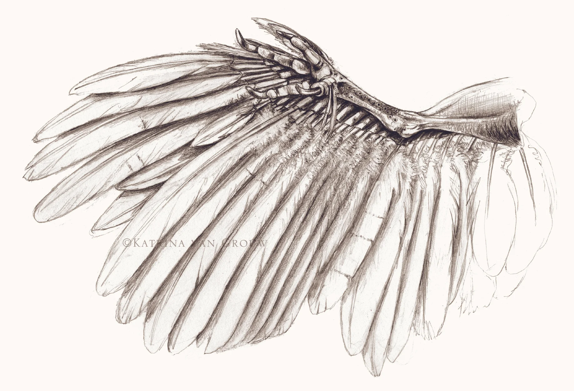 KvG feathered foot for web 2.jpg