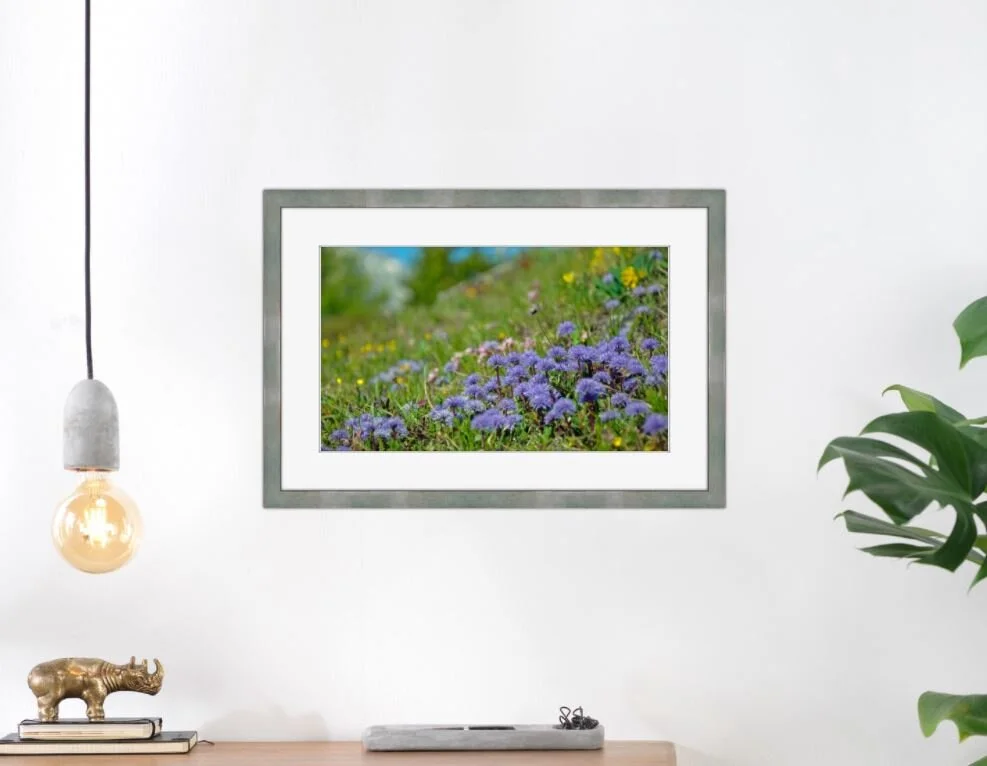 Bild Blumen Blau 2.JPG